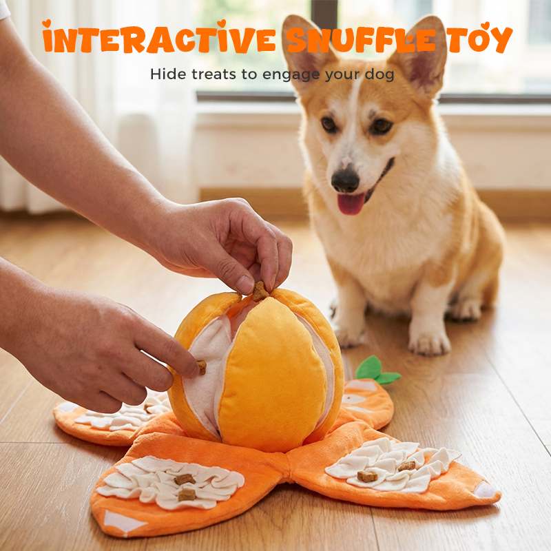 CitrusQuest – Ignite Curiosity, Increase Joy