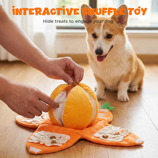 CitrusQuest – Ignite Curiosity, Increase Joy