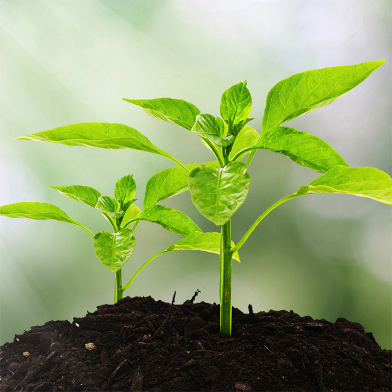 Intelligent Soil Analysis — Unleash Vibrant Plant Growth