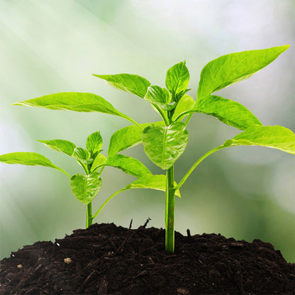 Intelligent Soil Analysis — Unleash Vibrant Plant Growth