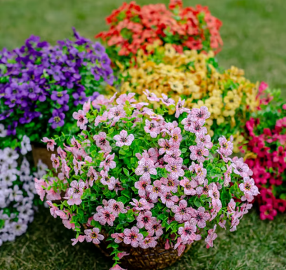 EverBliss Blooms — Effortless Beauty Forever