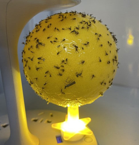 Fruit Fly Trap Star — Effortlessly Repel Annoying Pests