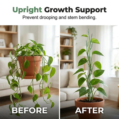 Vervanta Stakes — Natural Support, Stunning Growth