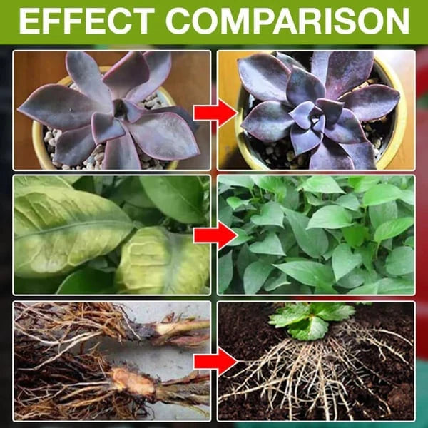 VitaBloom — Ignite Lush, Vibrant Growth