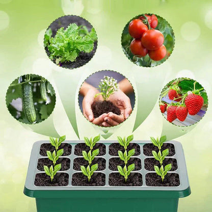 Seedling Success — Grow Faster, Grow Stronger