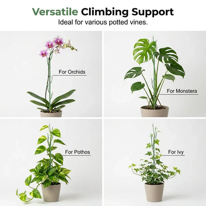 Vervanta Stakes — Natural Support, Stunning Growth