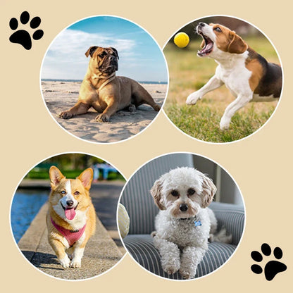PawTread — כפות בטוחות בכל מקום