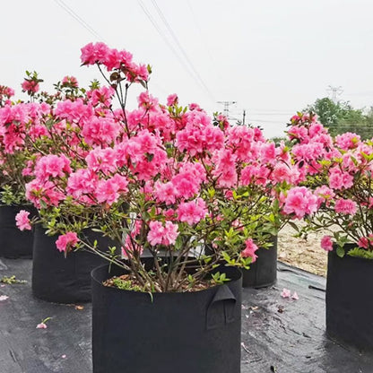 GeoRoot Planting Bags — Healthy Roots, Maximum Growth