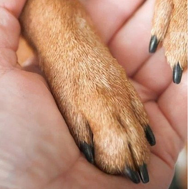 SereniPaw Wooden Nail File — Soothes Pets, Stress-Free Claw Care