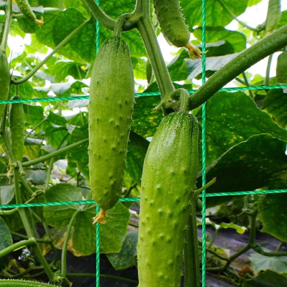VerduraRise A-Frame Trellis — Grow Stronger, Thrive Brighter