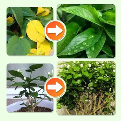 PlantEssentia — Unleash Vibrant Growth - 18 Beats