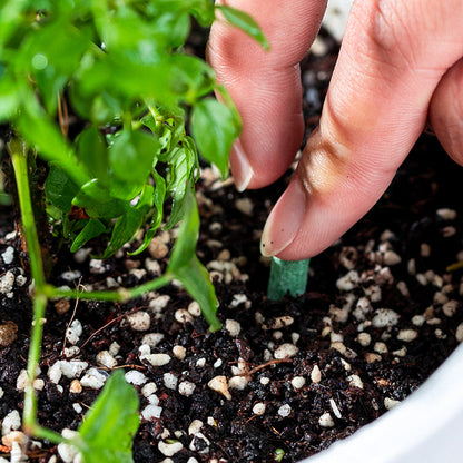 PlantEssentia — Unleash Vibrant Growth - 18 Beats